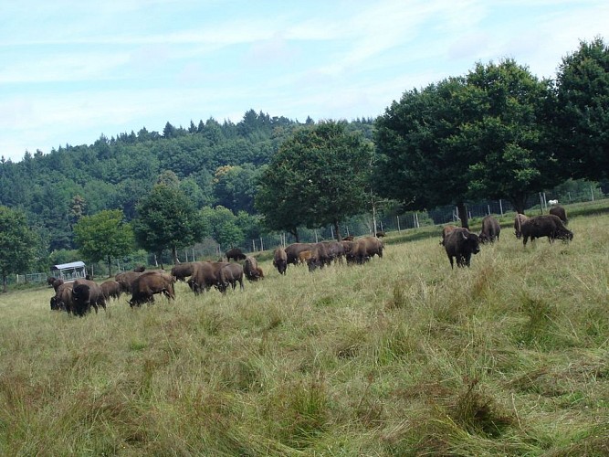 Élevage de bisons du Palais 2_2