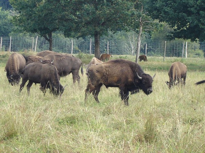 Élevage de bisons du Palais_3