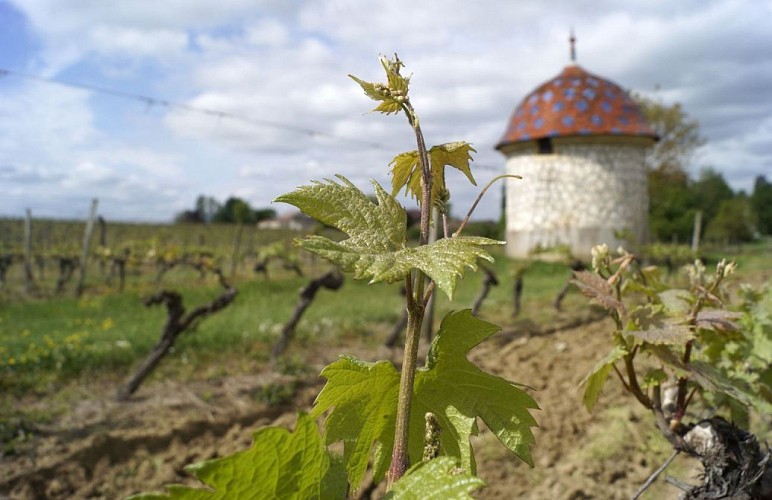 Autour de Monbazillac_Château malfourat (15)_2