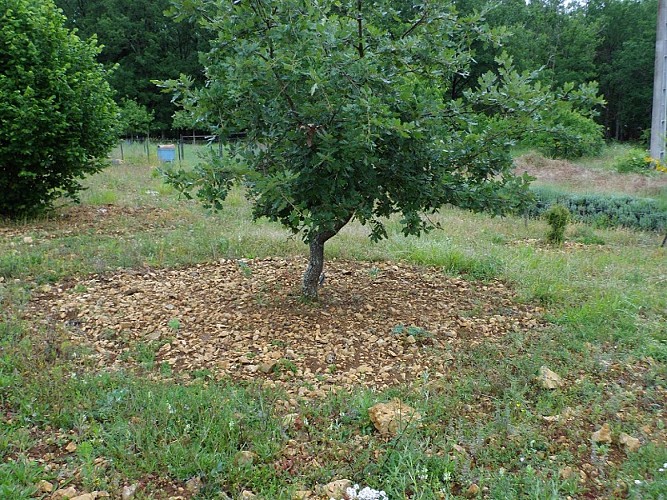 truffiere-garrigue (5)