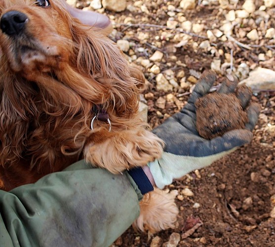 truffiere-garrigue (4)