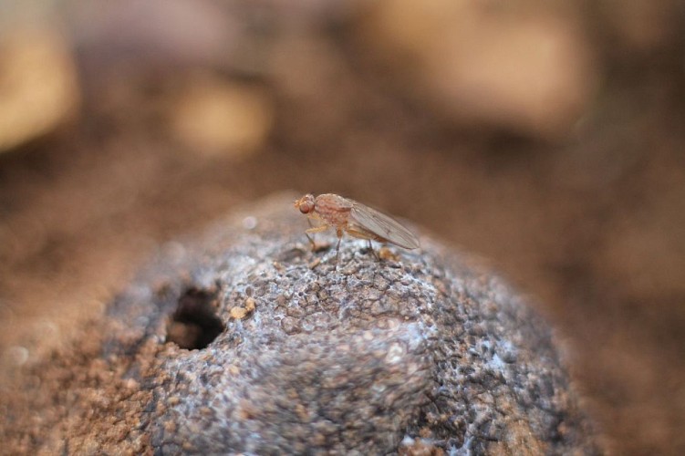 truffiere-garrigue (3)