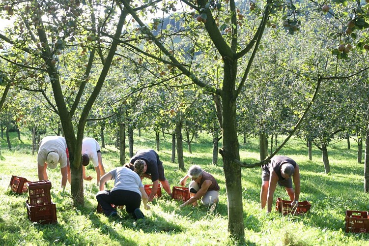 récolte verger eztigar