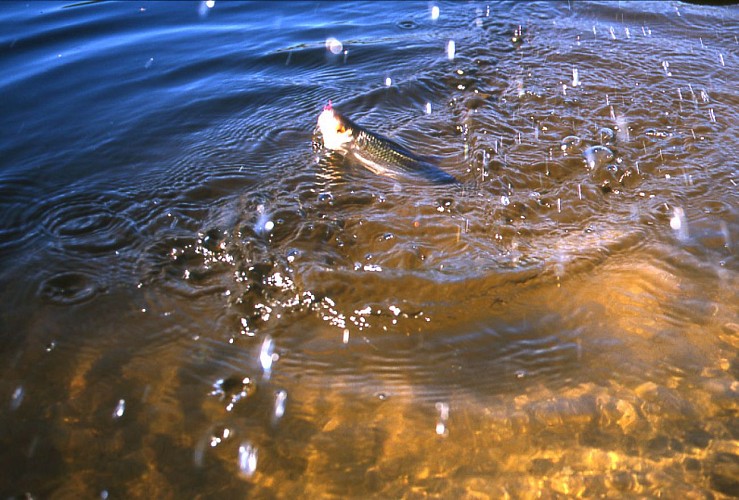 Pêche - Etang de la Chaume - Azérables - Creuse©JP. Desheraud - ADRT23_1