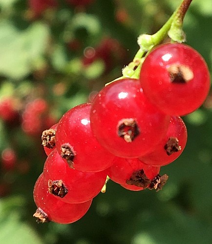 Myrtilles et petits fruits, les Vergers de Claud