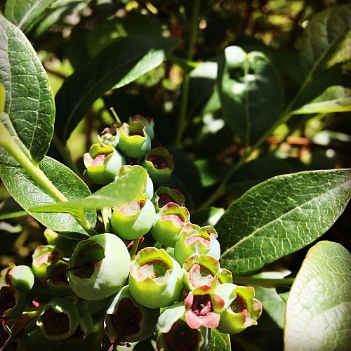 Myrtilles et petits fruits, les Vergers de Claud