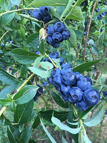 Myrtilles et petits fruits, les Vergers de Claud_1