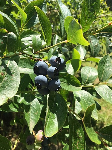 Myrtilles et petits fruits, les Vergers de Claud_2