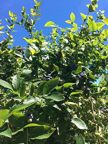 Myrtilles et petits fruits, les Vergers de Claud_4