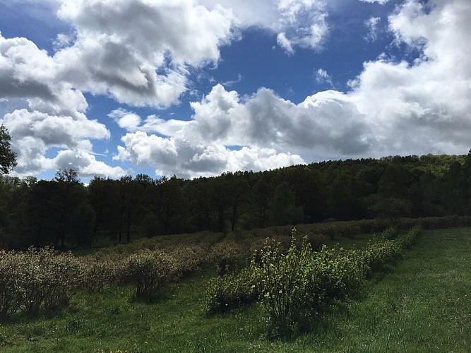 Myrtilles et petits fruits, les Vergers de Claud_6