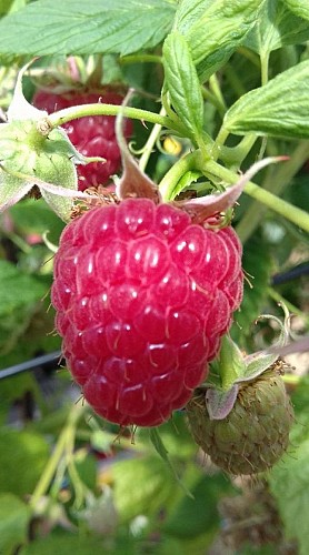 Le Coudert des Charmilles