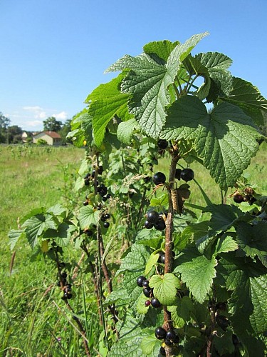 Le Coudert des Charmilles