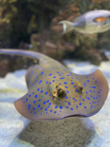 Aquarium du Limousin 7