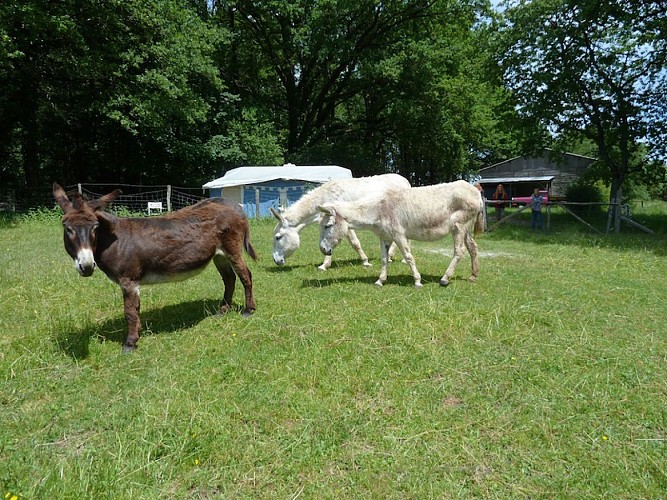 Camping à la ferme La Noyeraie