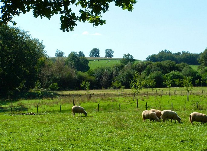 Camping-à-la-ferme-La-Noyeraie