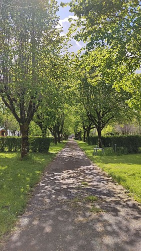 Camping de Beaufort - Allée