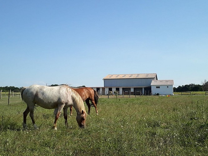 Centre équestre La Houn - prairie