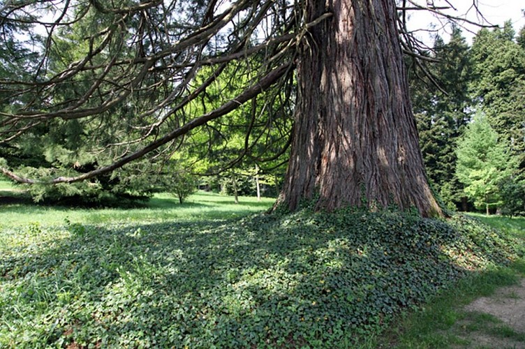 Arboretum du Château de Neuvic d'Ussel_5