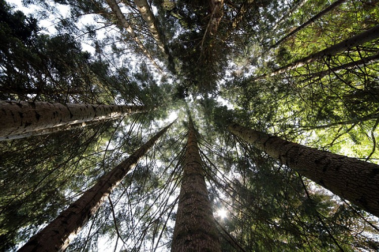 Arboretum du Château de Neuvic d'Ussel_7