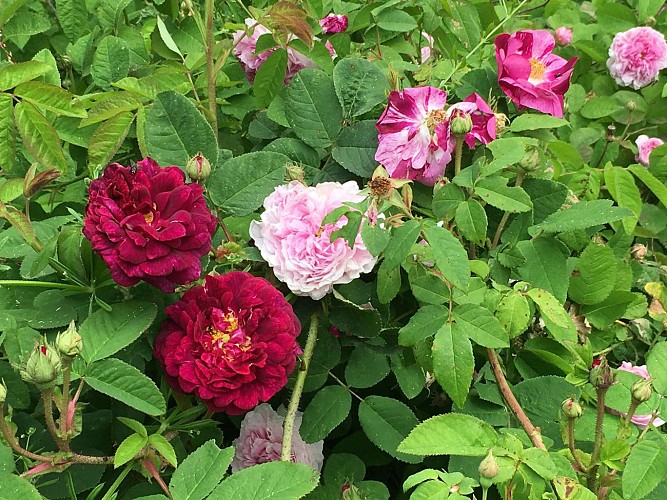 Jardin Les Gargalhous_4