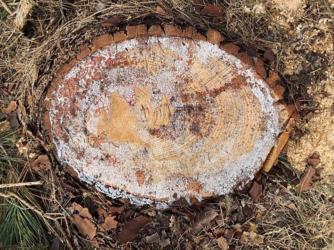 8-tranche-de-pin.__Conservatoire_Landes_Gascognejpeg