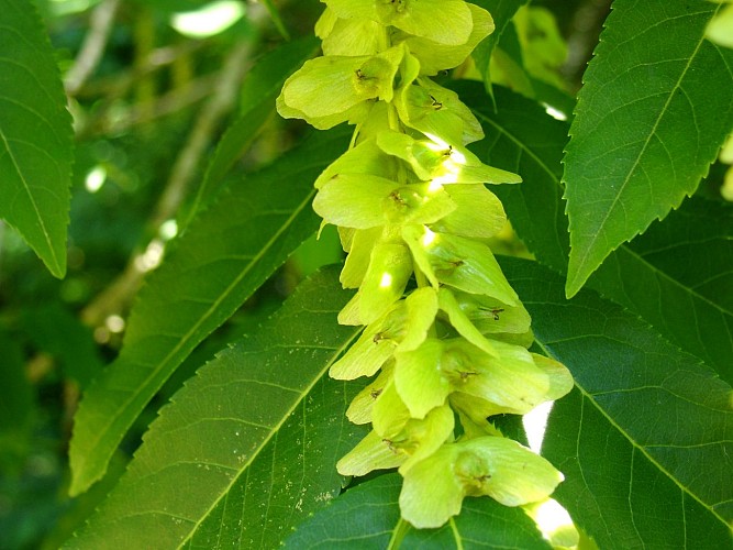 Arboretum de Payssas - Erable (Bourdet Joseph)