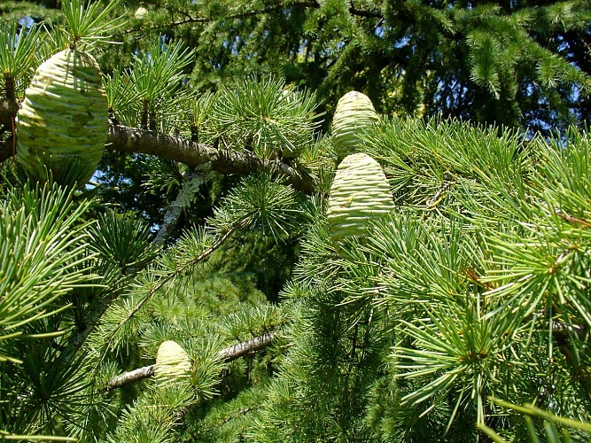 Arboretum de Payssas - Pins (Bourdet Joseph)