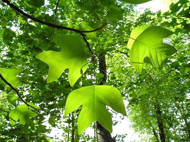 Arboretum de Payssas - Feuilles de tulipiers de Virginie (Bourdet Joseph)