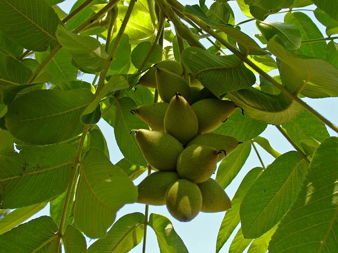 Arboretum de Payssas - Fruits (Bourdet Joseph)