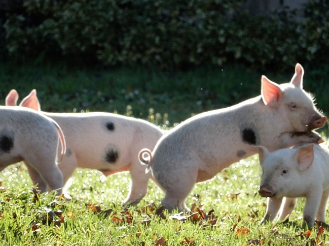 Saint-Aubin-Ferme-de-Crozefond-3--800x600-