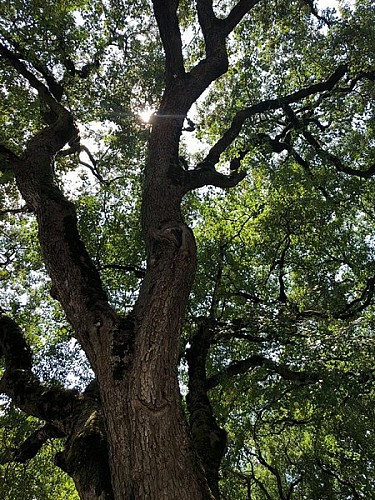 Saint-Aubin-Ferme-de-Crozefond-4--800x600-