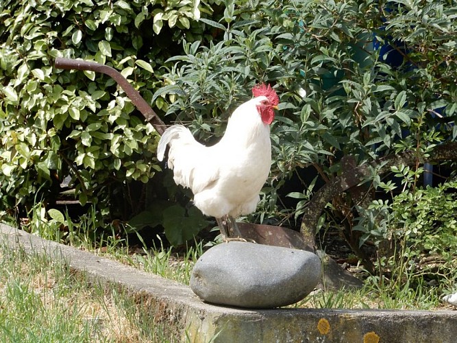 Saint-Aubin-Ferme-de-Crozefond-6--800x600-