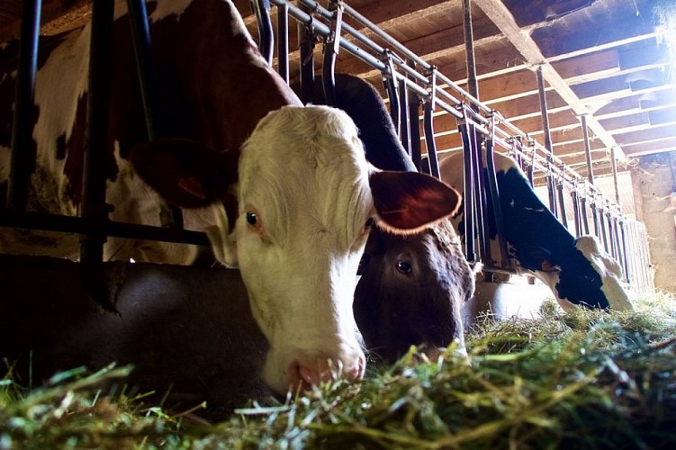 Saint-Aubin-Ferme-de-Crozefond--800x600-