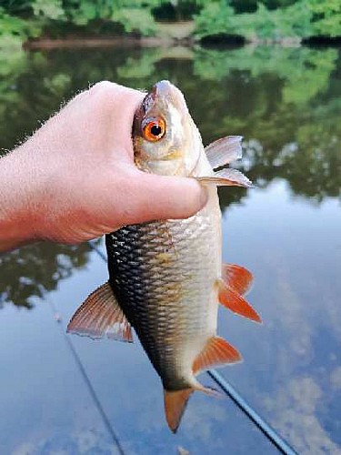 Pêche dans la Vézère, au fond du parc_4