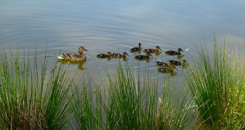 Gite insolite: Domaine de la Vergnolle Fustes en bois "le Trappeur'_5