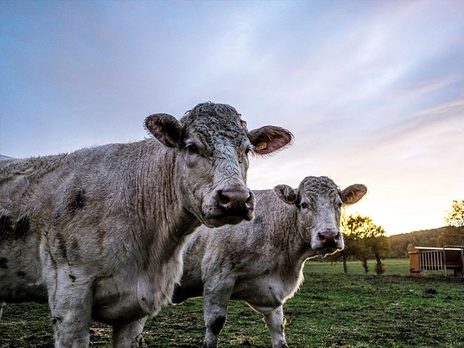 Location "La Petite Ferme du Maureix"
