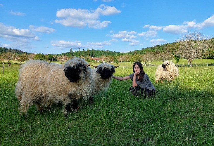 Montignac_La ferme des petites oreilles_Moutons nez noirs du valais_janvier 3