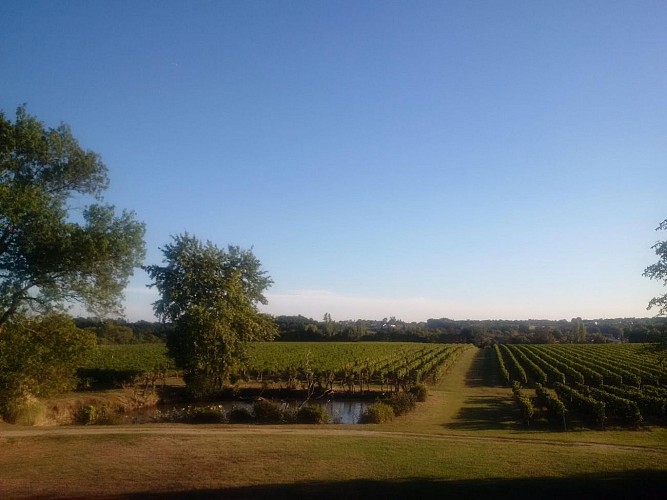 chateau les bedats vignes