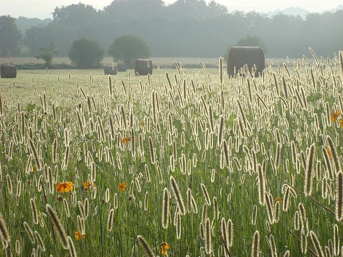 Pussacq -meules de foin (3)
