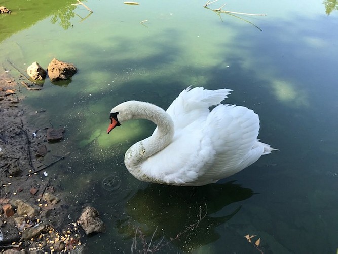 Cygne e¦ütangs.jpeg_3