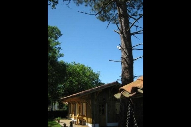 Gîte de charme landais,typique, esprit cabane résinier