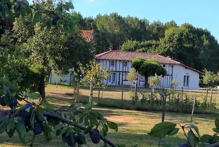 Ferme landaise à Taller Gîtes de France Landes