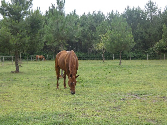 Chevaux Equi Terre Happy à Lesperon Gites de France Landes