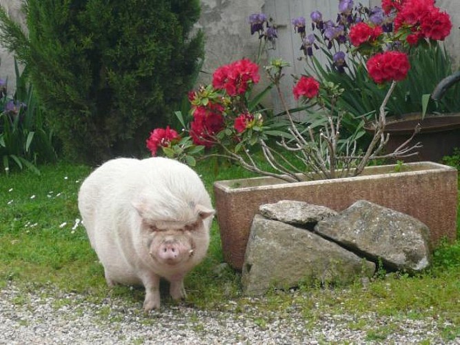 Roi-richard-2-resized