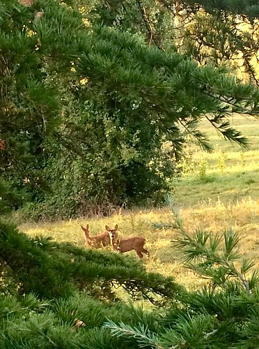 23. Sur le Domaine, la nature est preservee.