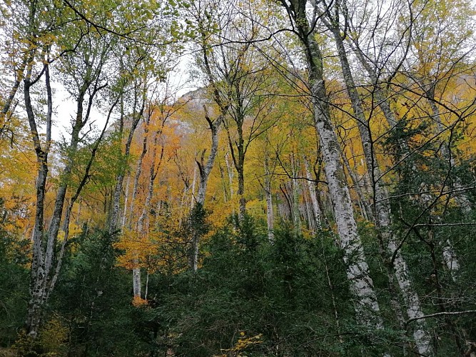 gite-geteu-photo-foret