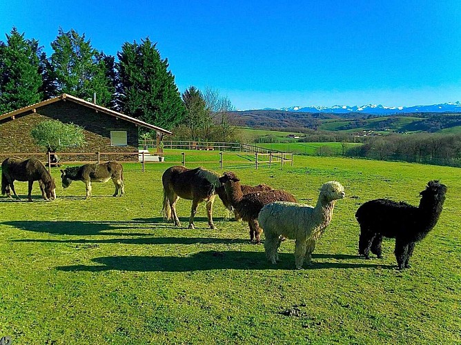 -bardos-ximista-coeur-pays-basque--ref--G1421663