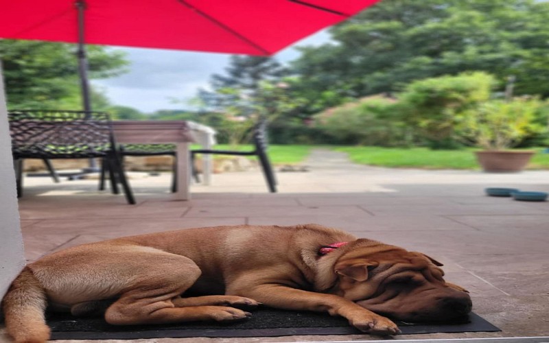 nos amis les animaux tourinsoft