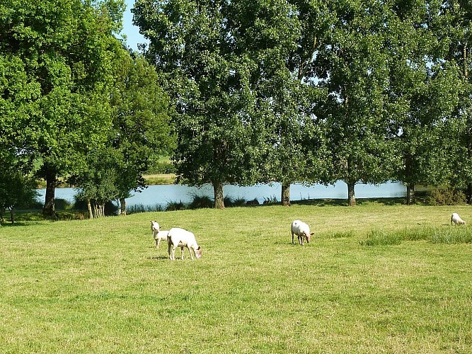 rorthais-gite-charmille-moutons©BenedicteBesnard.jpg_12