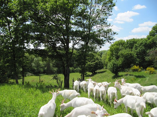 troupeau chèvre prairie